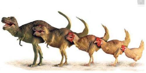 舜网 地球上是先有鸡还是先有蛋？原来我们都想错了，科学家找到了答案