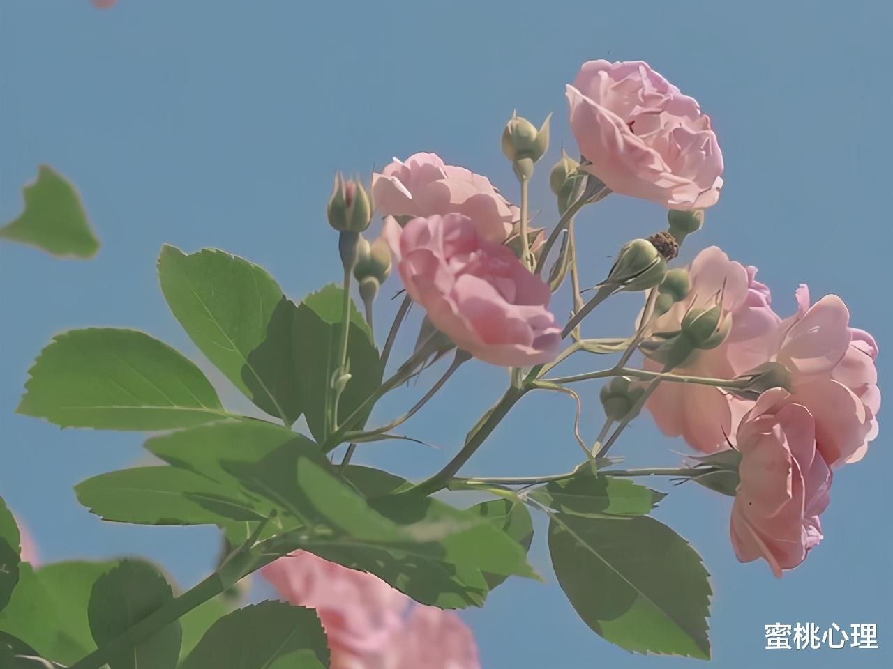 蜜桃心理|心理学家：永远不要给亲戚打工，后果很可怕