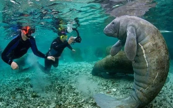 大象|带你了解海底神秘生物：海牛