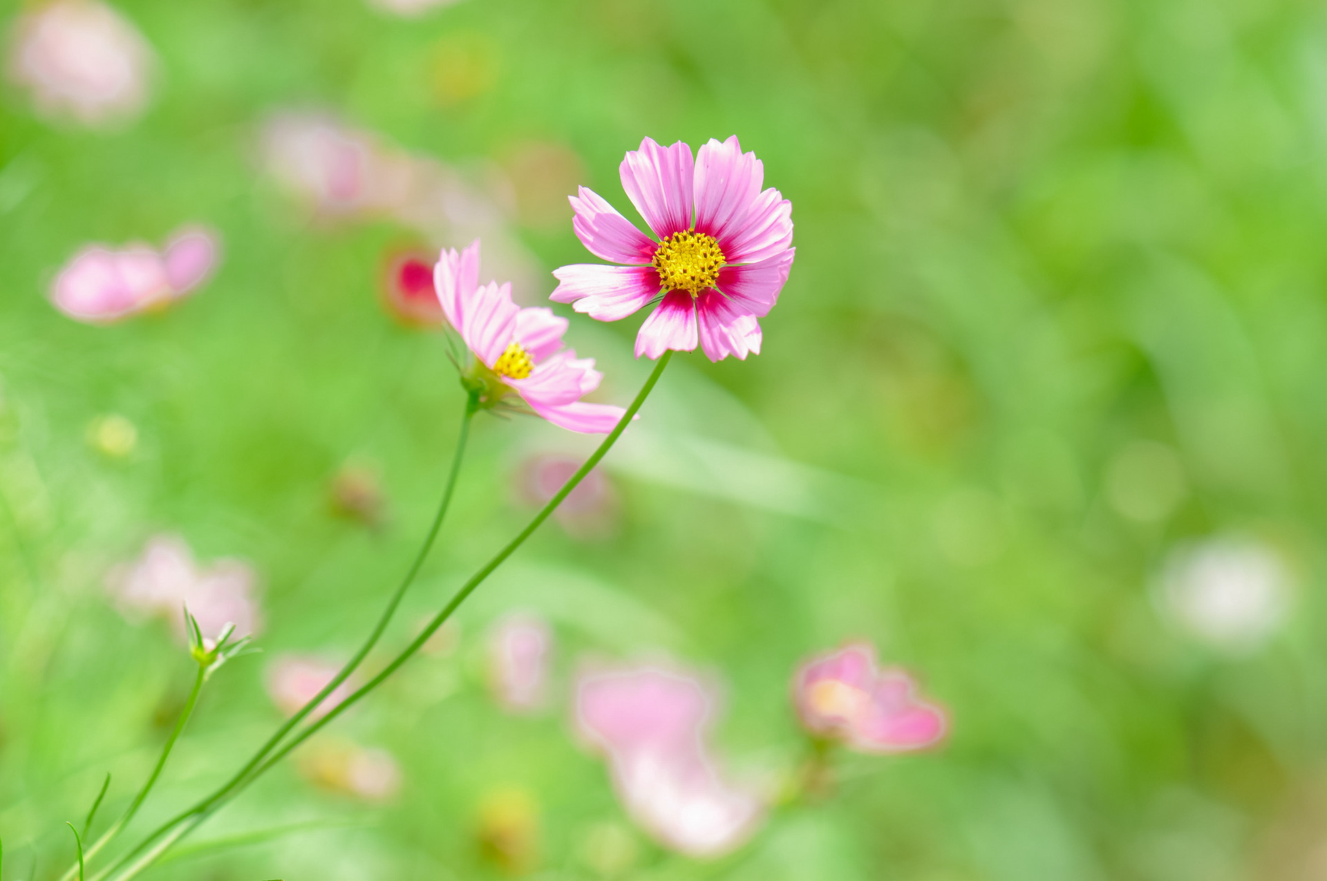 西厢有情|做个简单的人，平淡，幸福