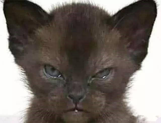 舜网 网友淘宝买小奶猫,收到猫咪之后愣了,痛骂卖家是个大骗子!