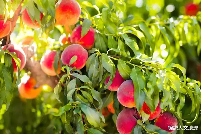 水果|中国水果地理:咬一口,能吃的夏天