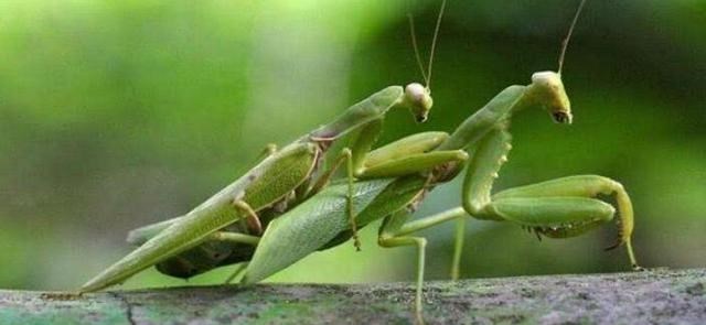  食人部落与“笑死病”：为何哺乳动物不能同类相食？