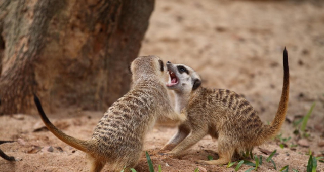 狐獴 动物界的“女王”:只许自己交配生子,却不让姐妹和别人“啪啪”
