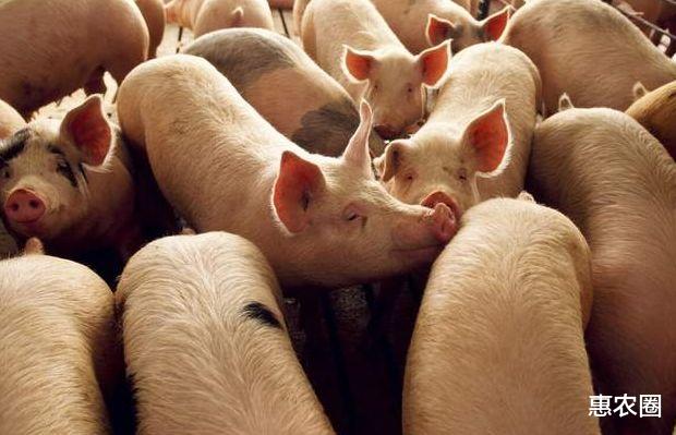 生猪价格 29日猪价没守住8元，6月1日-15日，猪价有何逆转？会猛涨吗？