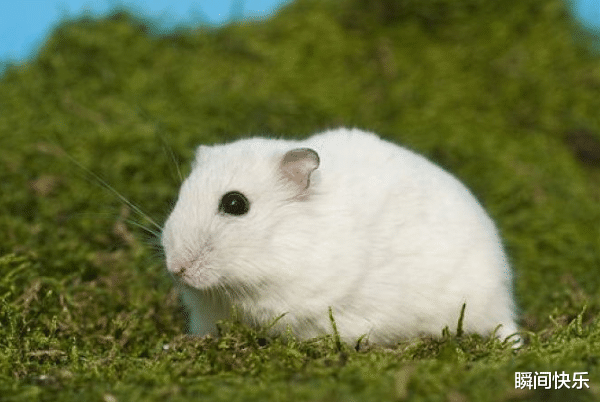 生肖|家中若有这3个生肖，7月必当紫气东来，大吉大利，事业顺丰顺水