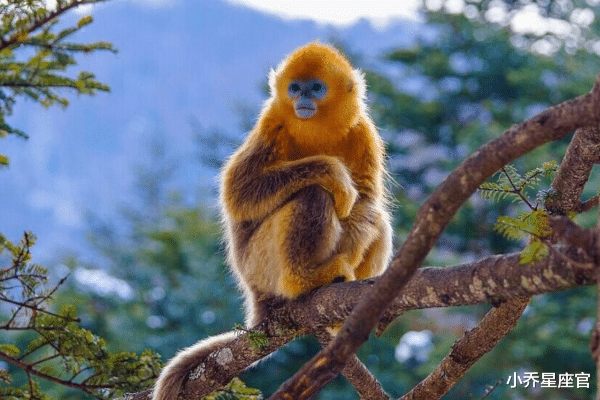 小乔星座官 10月底，再苦也能翻身的三大生肖，事业丰收，出人头地，家中财帛不缺