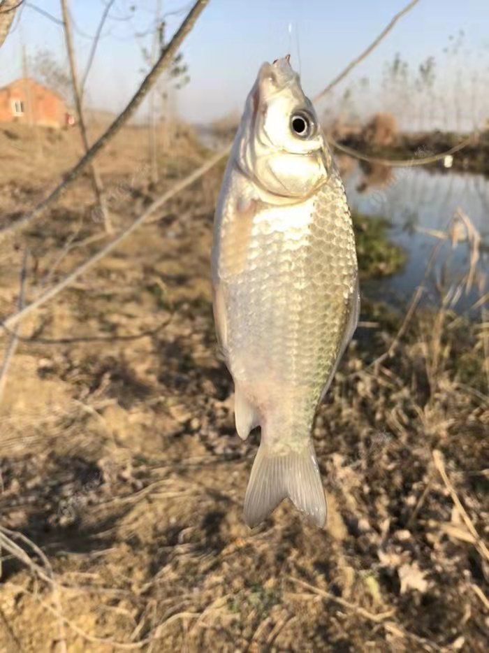 |钓鱼正口的预判