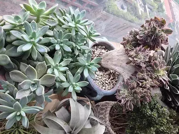 装修设计精选|朋友家阳台花园非常漂亮，我就纳闷，他家不用晒衣服吗？