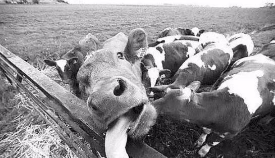  食人部落与“笑死病”：为何哺乳动物不能同类相食？