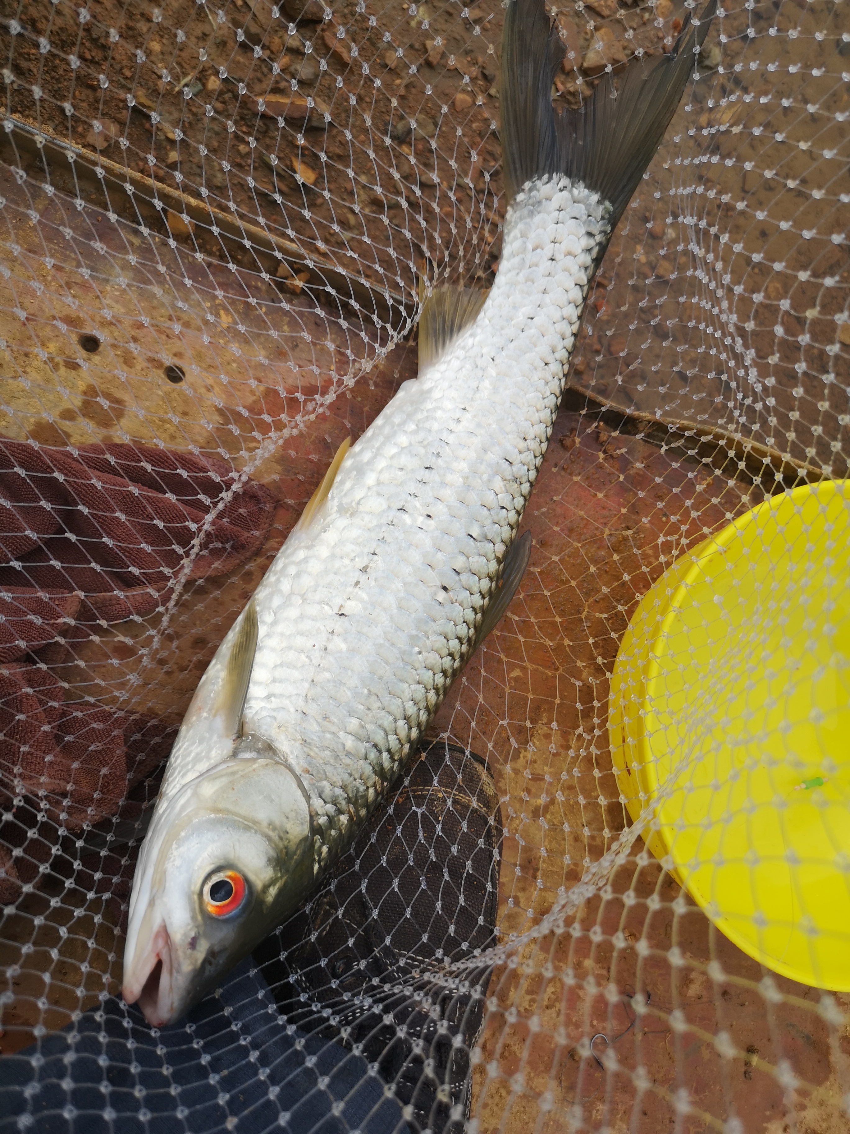 |野钓：你都钓得哪些鱼种？全部认识这些鱼的名字吗？