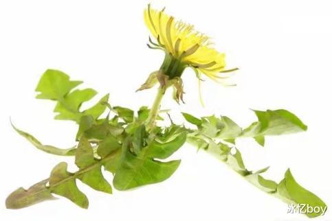 甲状腺结节|葡萄是甲状腺结节的“发物”?要想甲状腺好,少吃3物,多喝1水