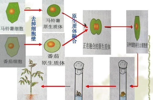 黑猩猩|前苏联科学家招募5名女性，进行黑猩猩“杂交”实验，结果如何？