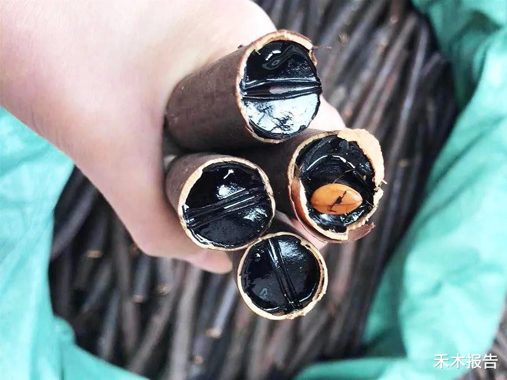 绿豆|果实有毒，吃了导致腹泻，改个名后却成“网红果”，一斤40元