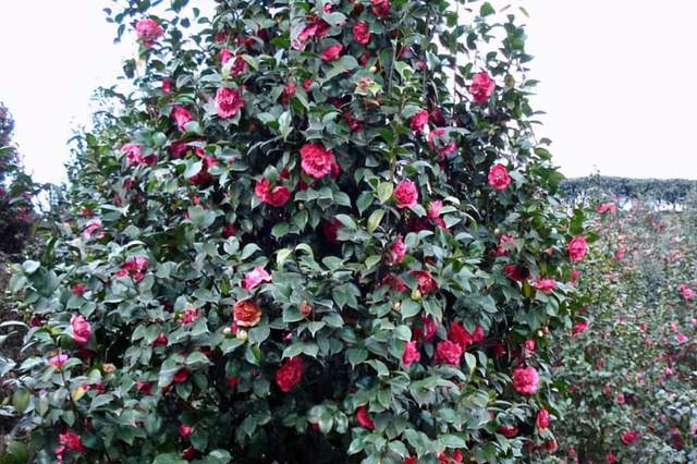 城市旅人白箐箐 萍乡一骨干成员,煤炭可采储量200亿吨,被赞“东方莫斯科”