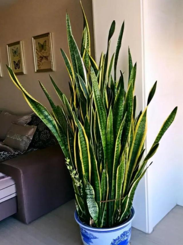客厅|8种“招财树”,养在客厅里,高大笔挺,威武又气派,招财又旺宅