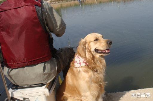 金毛犬|金毛“协助”主人钓鱼，主人钓一条金毛放生一条：一天白忙活了！