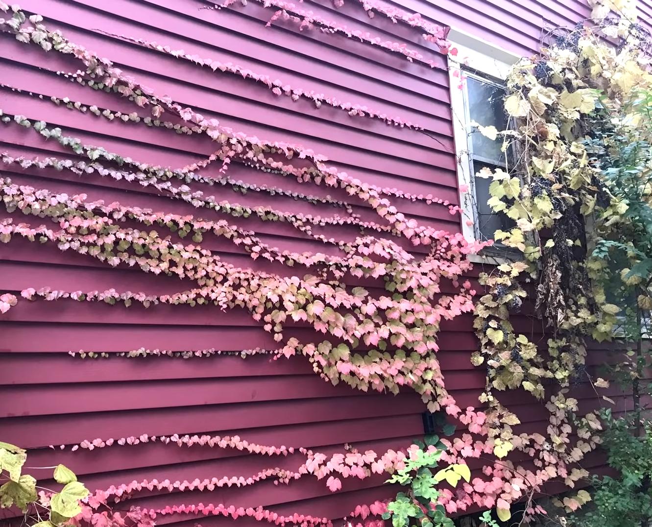 海之归墟|25张带有伪装效果的照片，网友：都是“撞衫”惹的祸