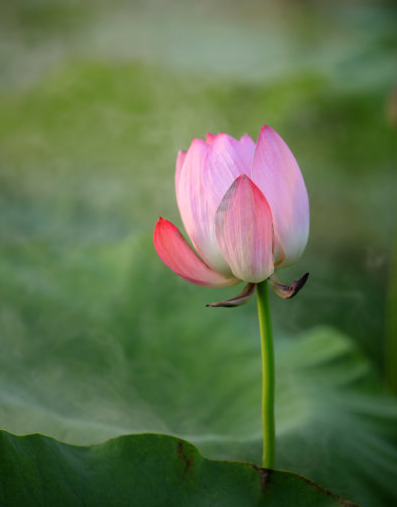 |4属相贵人相助,在6月抓住机遇,财运大涨,功成名就指日可待