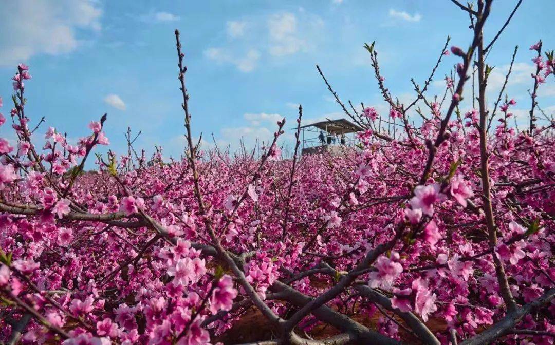 |12月22日-1月5日，桃花如虹，收获真爱，桃花运极佳的3大生肖