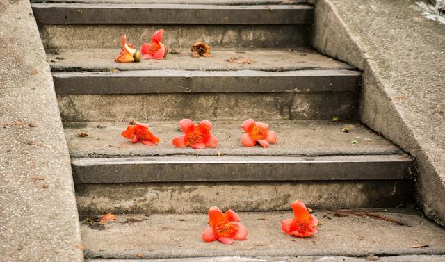 侃旅 春季广州赏花游，这几个地方是不错的选择，你更喜欢哪个？