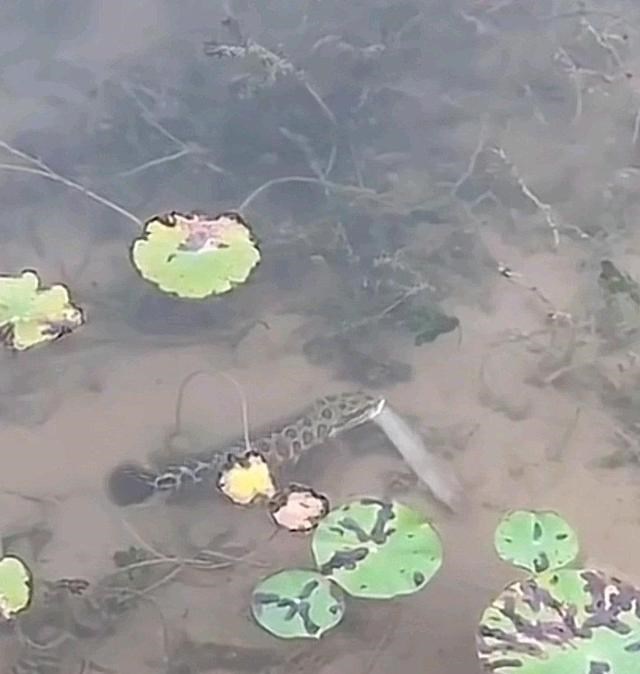 宓孤林|东莞小伙河边钓鱼,河面忽然游来一大群黑鱼,网友:赶紧捞啊!