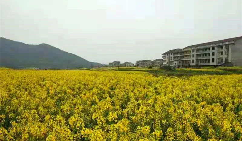 楚天关注 驻村日记 ·财神风里验收谋发展 干警雨中宣誓护平安