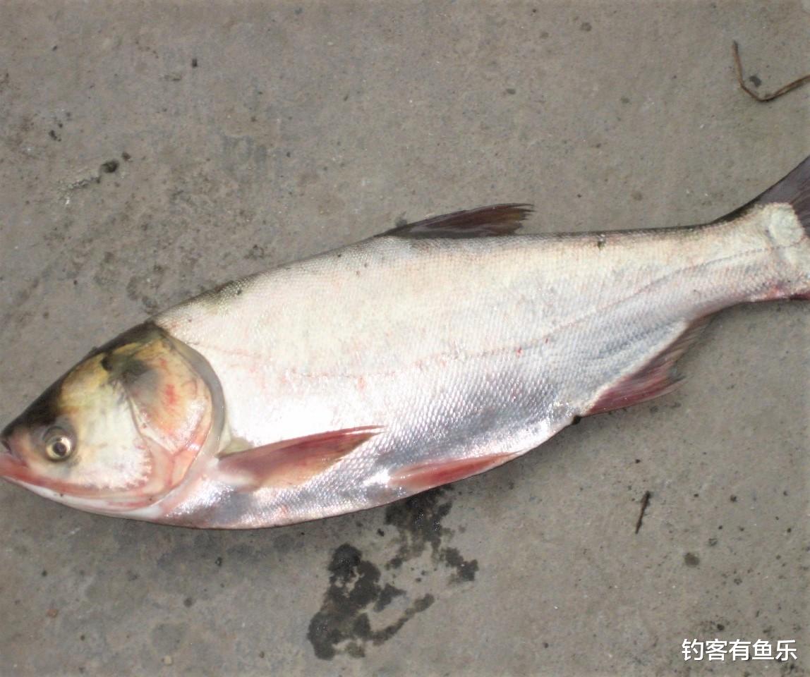 饵料|垂钓鲢鱼和鳙鱼，其用饵各不相同，正确选择钓点，渔获量翻番