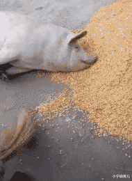 小宁说育儿|“这些真实的电影镜头，有多少人误认为是特效？”