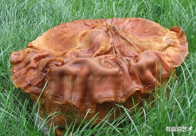 卫星 “太岁”，是动物还是植物？为什么又叫“肉灵芝”？