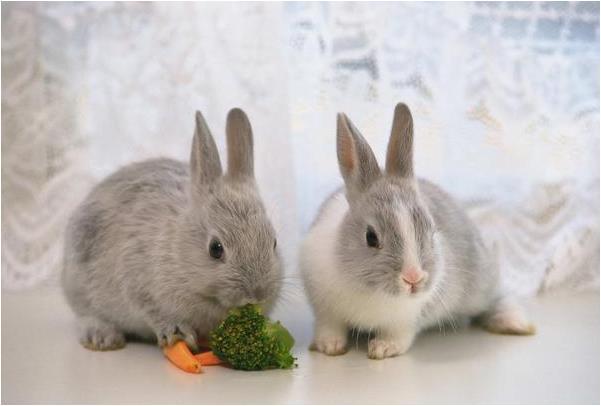 萌乐育儿|生肖兔人：一定要重视这个人，他是你最大的贵人！