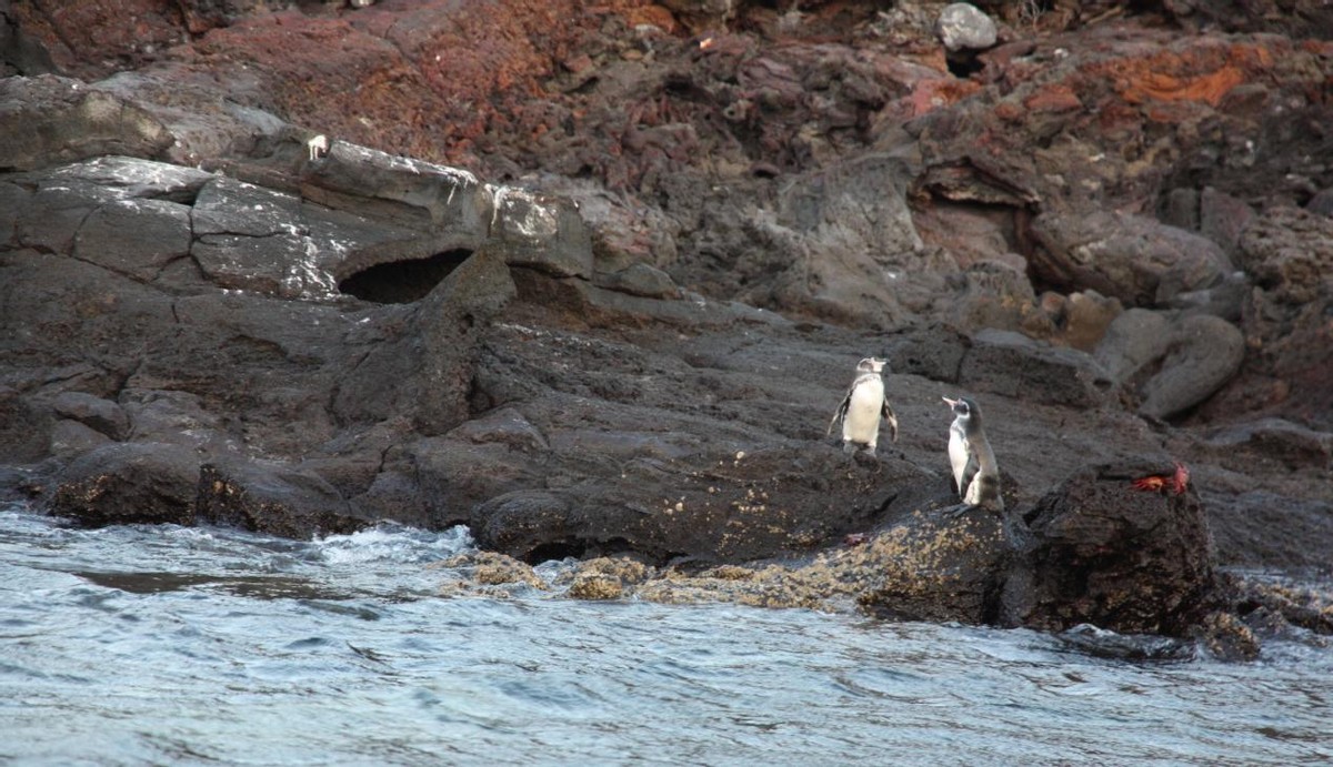 南极 1种企鹅被洋流冲到赤道，回不了家就地生活，现在濒危了