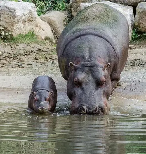 机器 疯狂的“造粪机器”,老实憨厚的河马,每年却臭死无数鱼类?