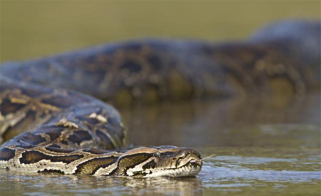 亚马孙热带雨林 世界动植物王国亚马逊雨林？看似生物的天堂，实则却是人类的禁区