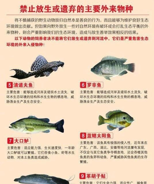 广州市|实拍广州城中村河道,野生鱼成灾,有人一天钓几十斤,却踩死丢弃