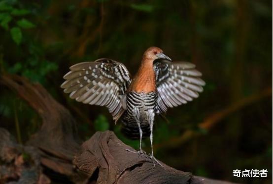 地球正在重启?消失100多年后,灭绝物种多次现身,这是好是坏?