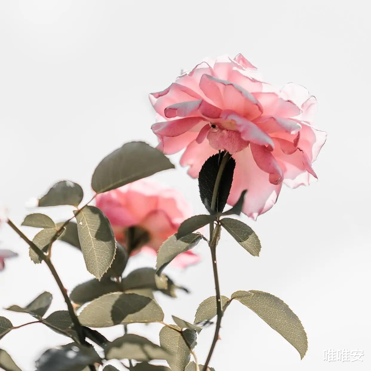 唯唯安|不清楚对方的“底细”前，做好“旁观者”，别轻易掏出自己的心