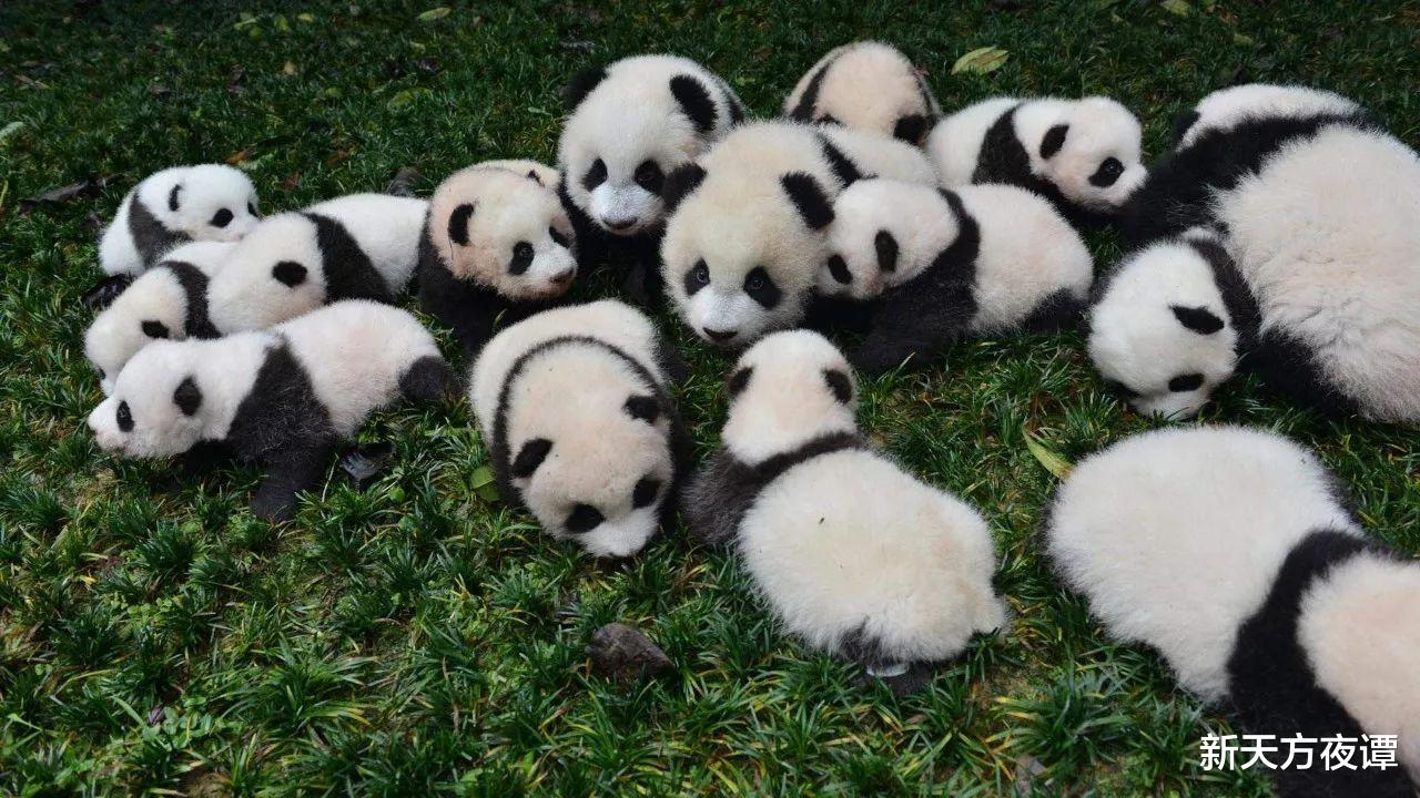 蚊子 世界上最呆萌的十种动物，谁才是萌主？