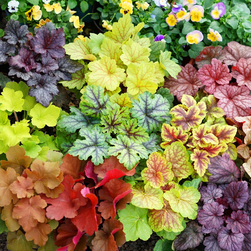 为这300㎡露台花园，毫不犹豫买了这房子，在城市屋顶过上田园生活