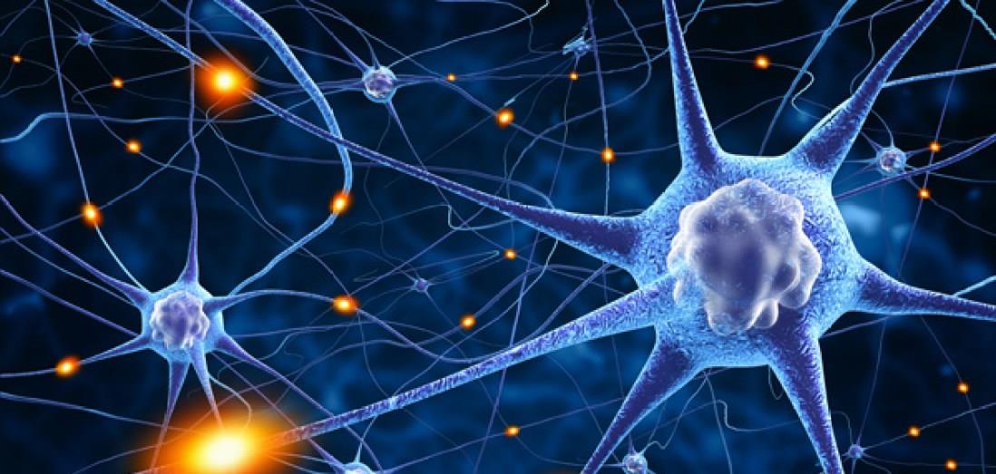 科学家 科学家首次在小鼠大脑中近乎同时地追踪 100 万个神经元