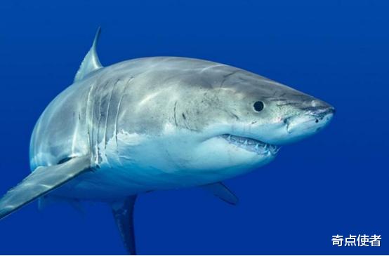 鲨鱼 环境污染导致动物乱进化?多只雌鲨鱼开始无性繁殖,这并非好事