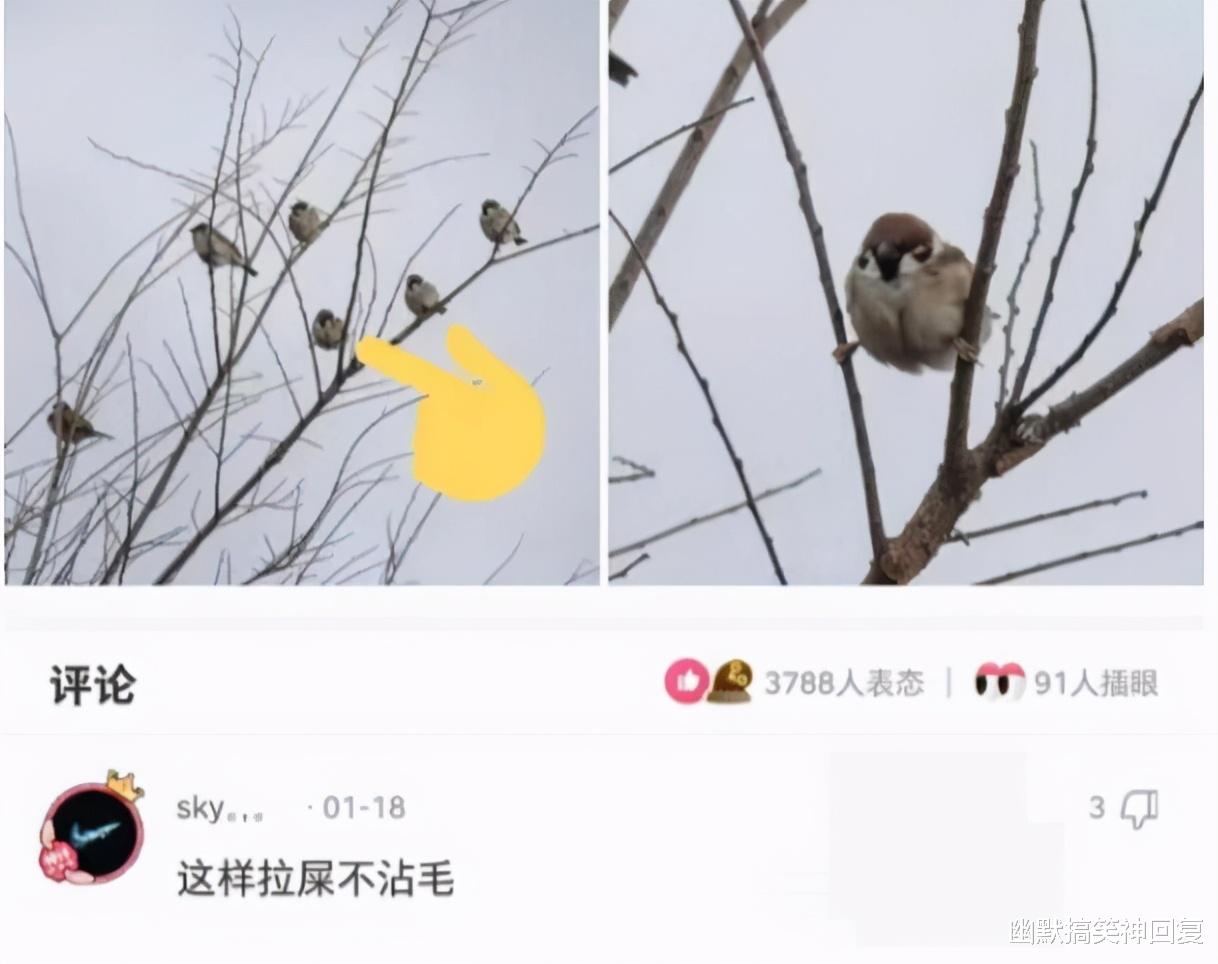幽默搞笑神回复|神回复：“再也不穿黑丝了，对象不喜欢啊！”网友：你可真厉害！