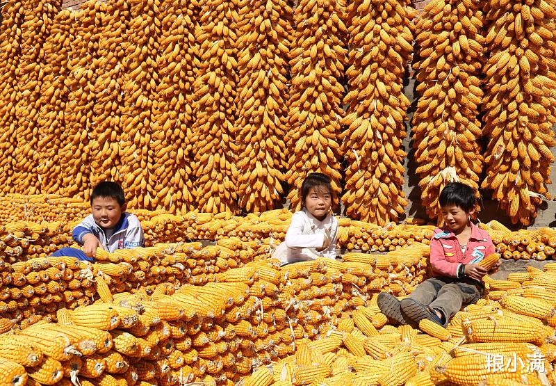 玉米 玉米：直逼1.53！纷纷跳过1.50，今日再现大范围加速上涨行情！