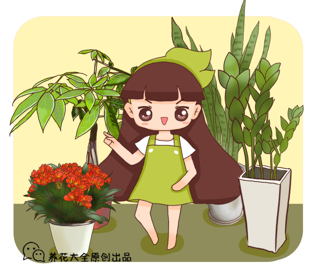 养花大全 这5种花，出了名的难养护，新手花友慎入！