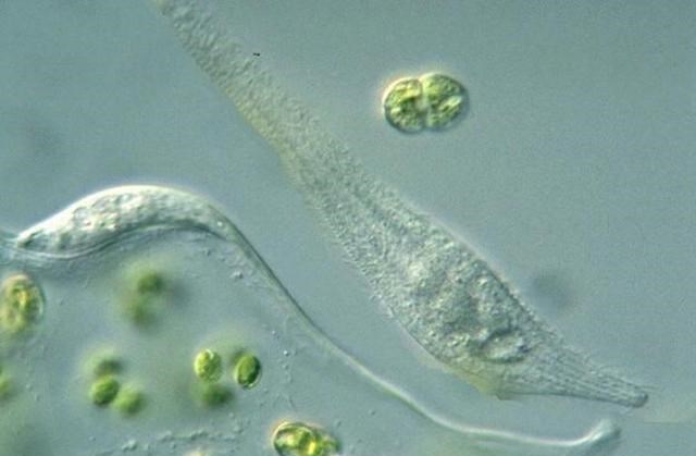 “阴茎骨”到底是什么、有啥用?人类没有此物,是进化还是退化?