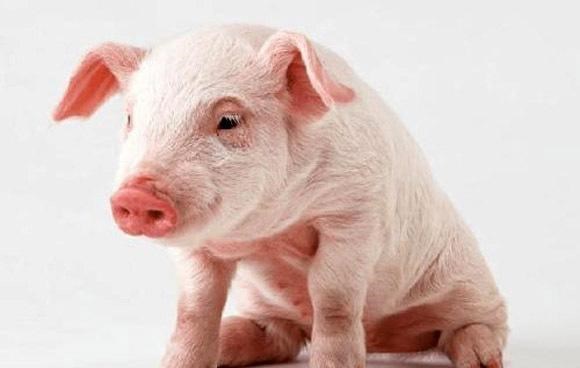 生猪价格 4月10日：不说跌了，因为猪市一直在跌，就想问问猪价何时能涨？