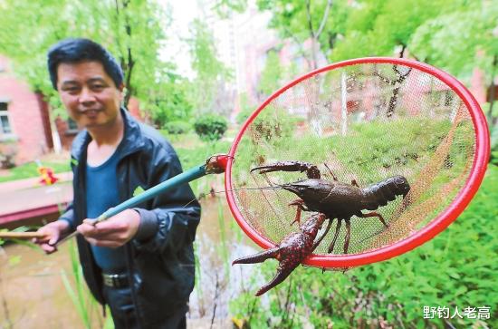 野钓人老高 鼓励投毒、猎杀，备受追捧的小龙虾，为何在云南“人人喊打”？