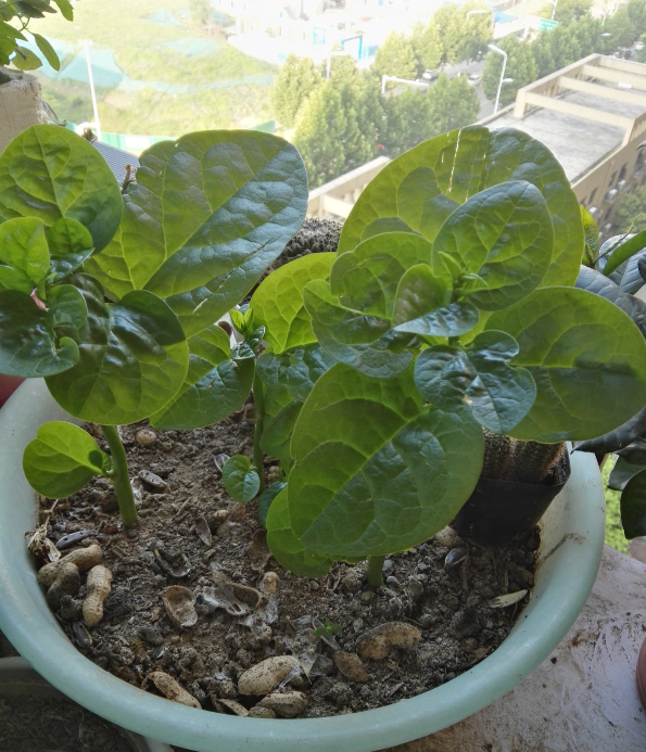 |家里的小阳台别养花，几个花盆种点菜，秋天就能吃