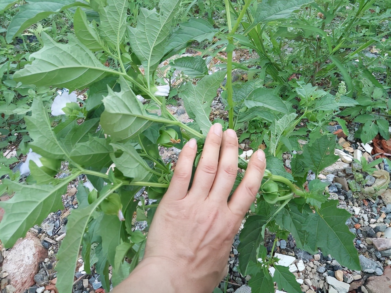 农村见闻 农村果实像灯笼的野草，曾是儿时的玩具，原来它价值这么多涨知识了