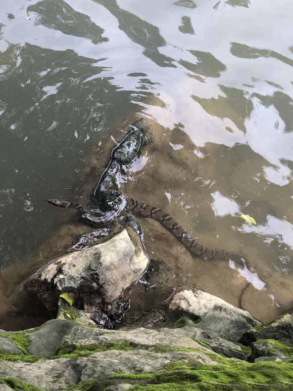 饵料|钓鱼佬都是吃货？蛇口夺鳝还是银环！钓友：局里来一趟